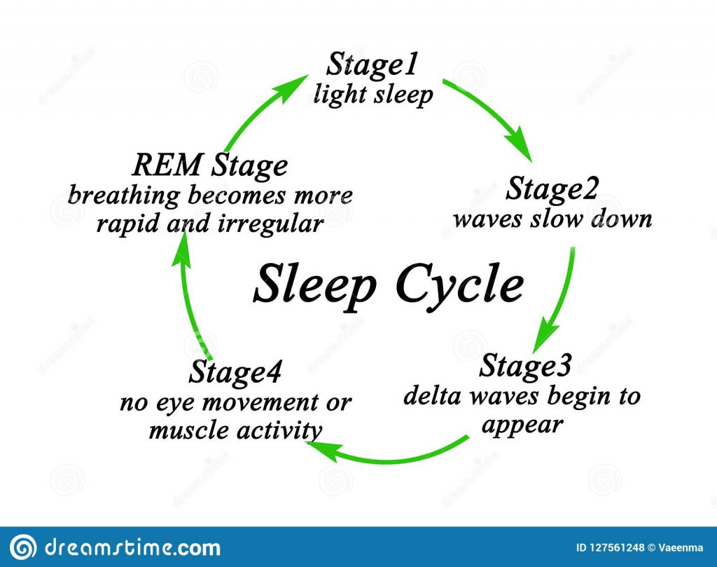 5 stages of sleep cycle