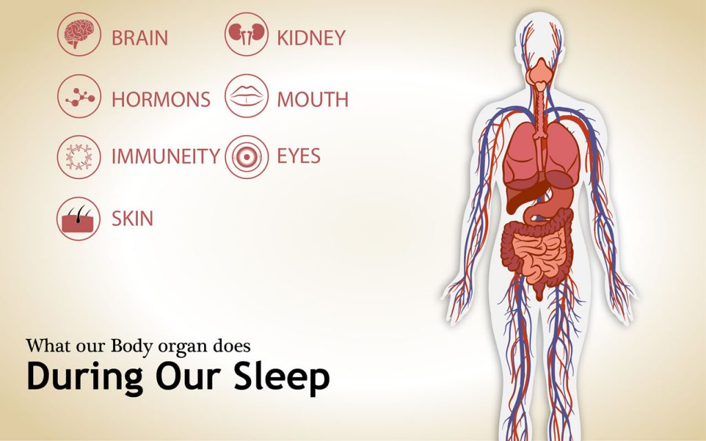 What our body does when we sleep