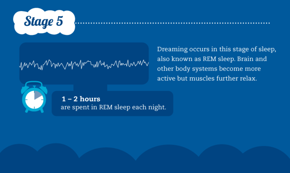 REM Sleep - State 5 of sleep cycle